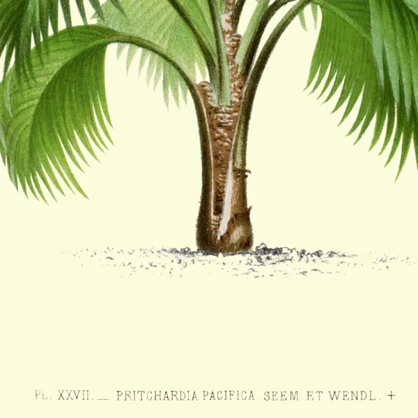 XV053x palms plate 27