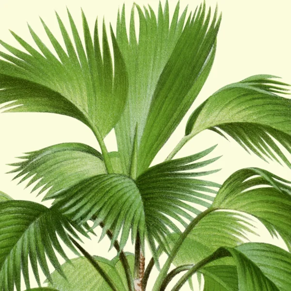 XV053y palms plate 27