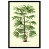 Xeuxis Edition: Rhapis Flabelliformis Steckenpalme