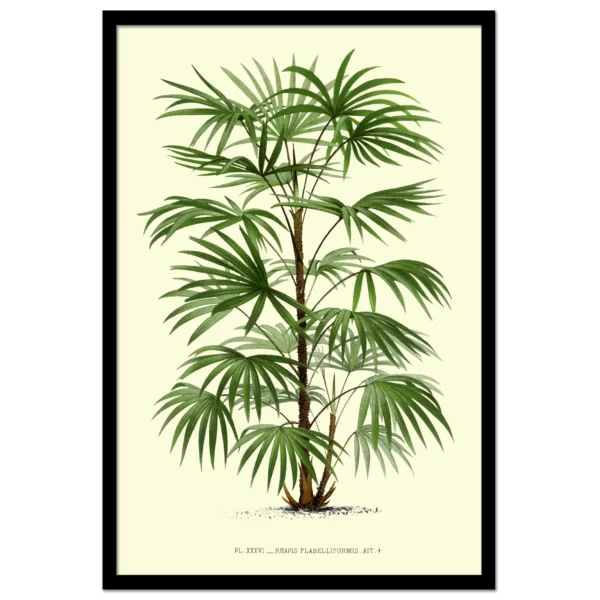 Xeuxis Edition: Rhapis Flabelliformis Steckenpalme