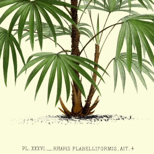 XV054x palms plate 36