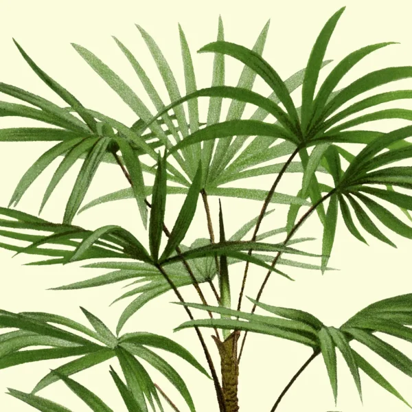 XV054y palms plate 36