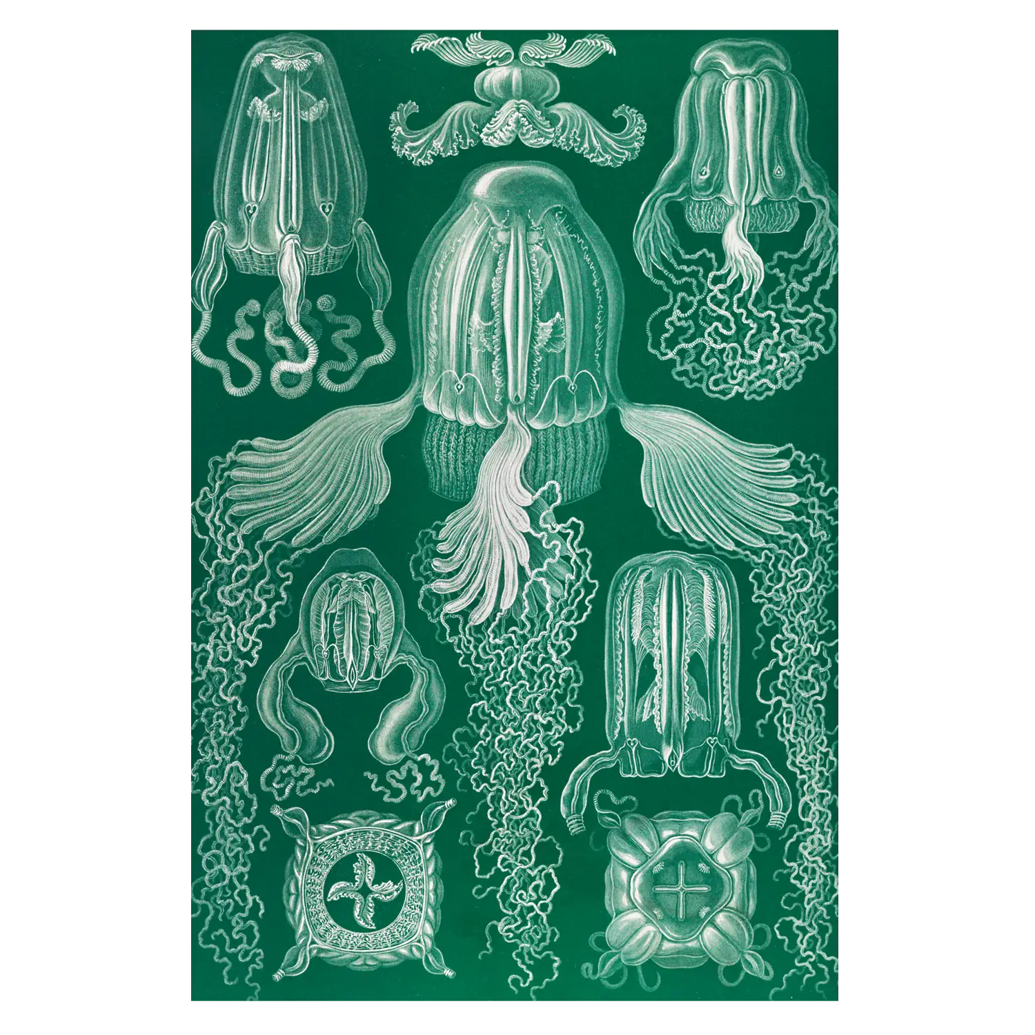 Art Forms in Nature: Cubomedusae - Image 2