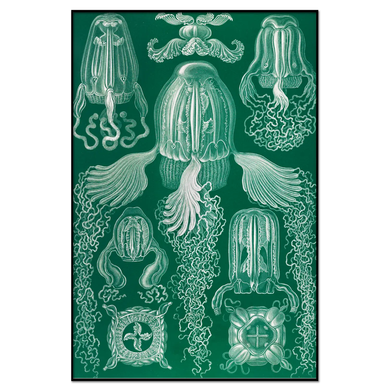Xeuxis Editions: Haeckel, Würfelquallen