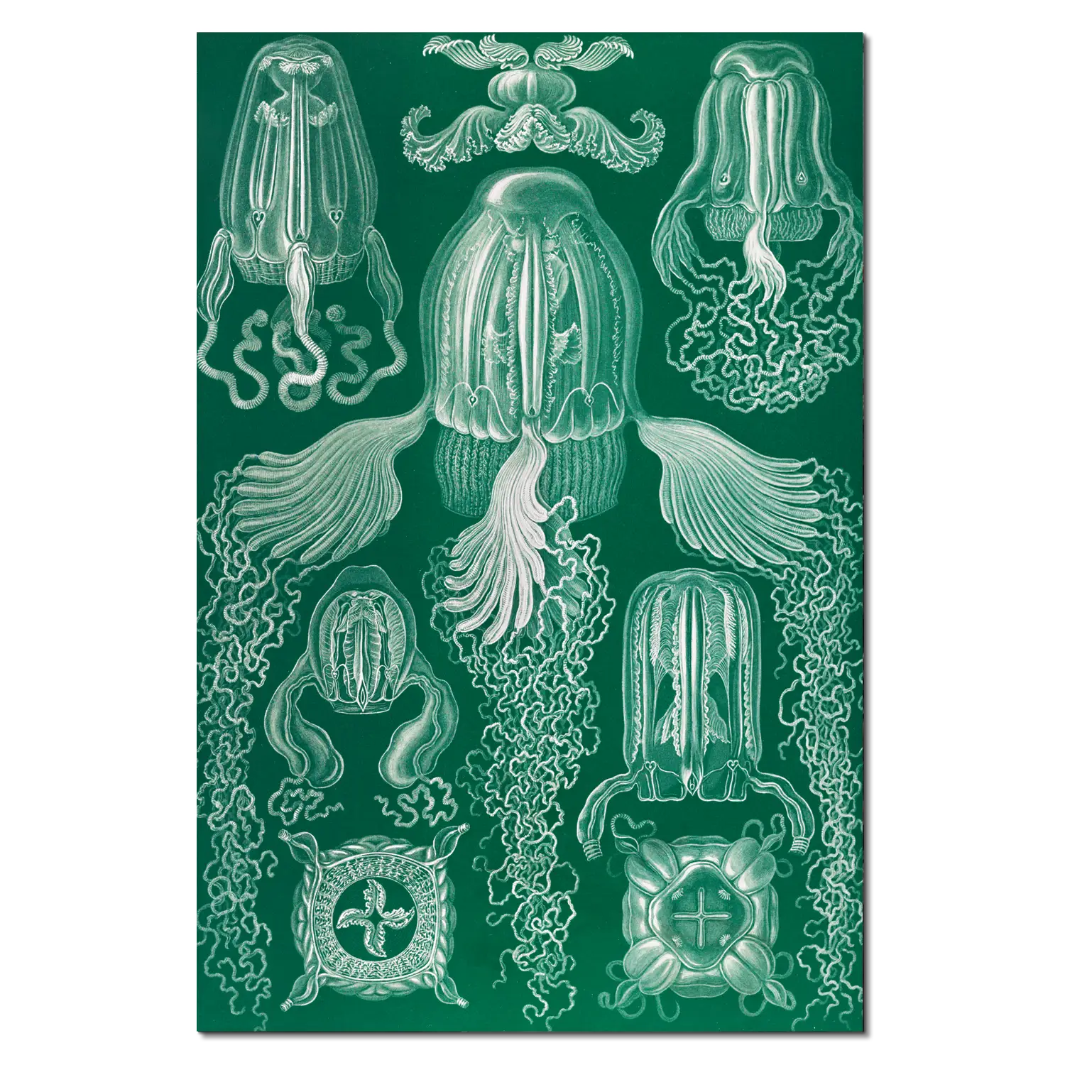 Art Forms in Nature: Cubomedusae - Image 3