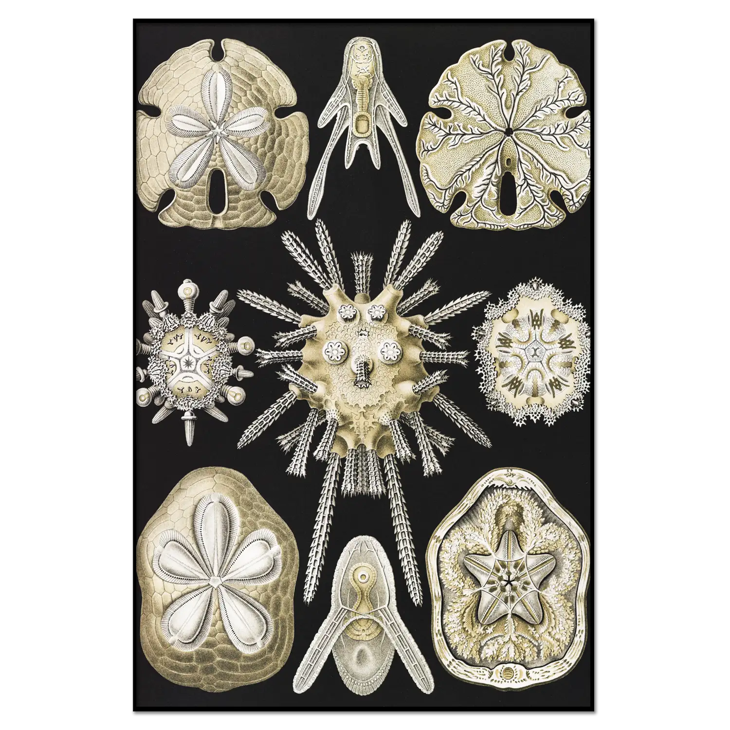 Xeuxis Edition: Haeckel, Igelsterne