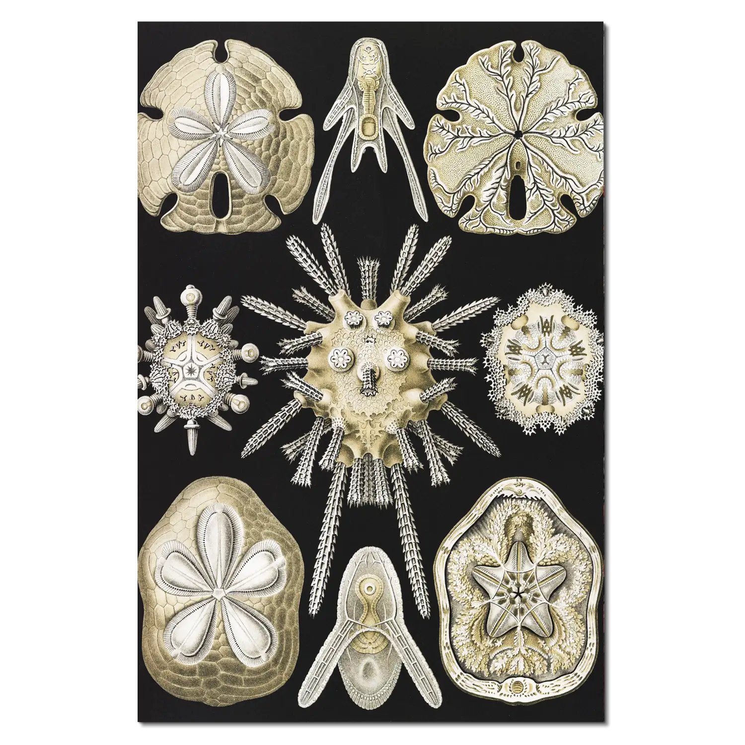 Art Forms in Nature: Echinidea - Image 2