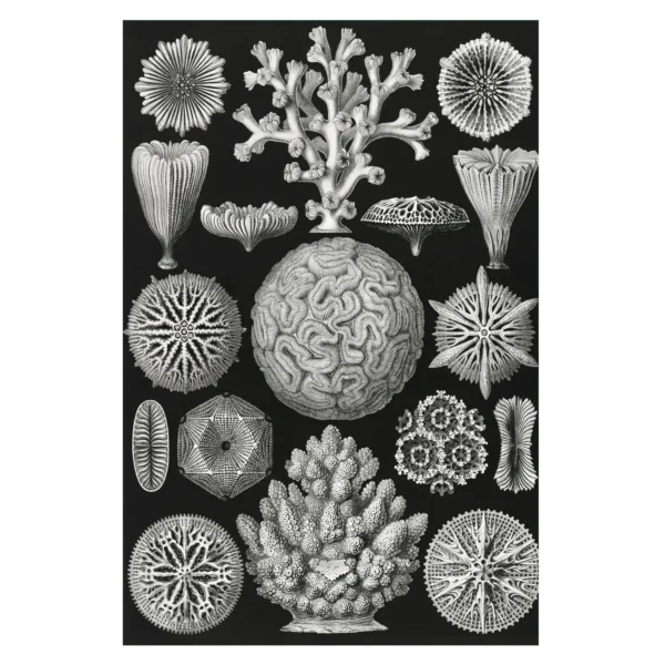 XV069 haeckel sternkorallen