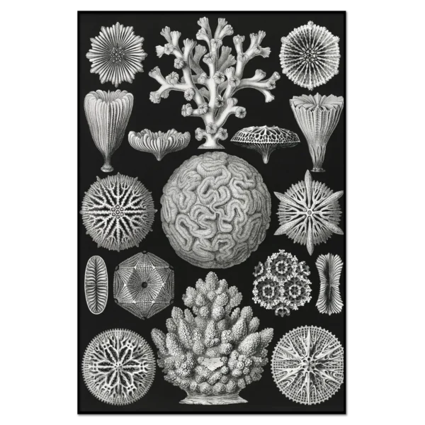 XV069a haeckel sternkorallen