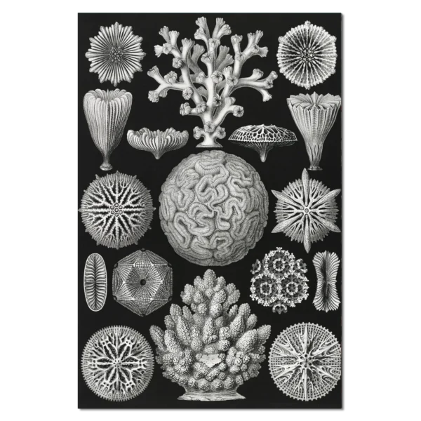 XV069g haeckel sternkoralen