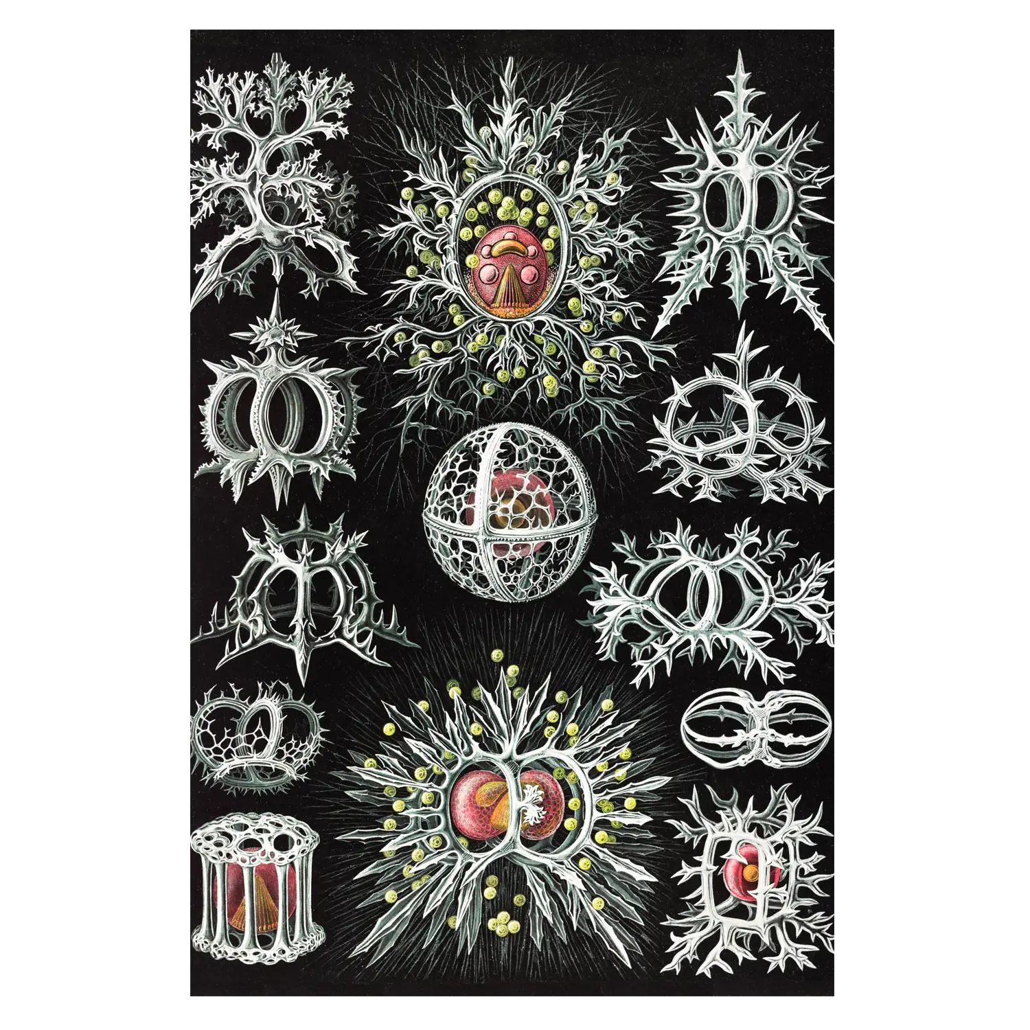 Art Forms of Nature: Ringelstrahlinge - Image 2