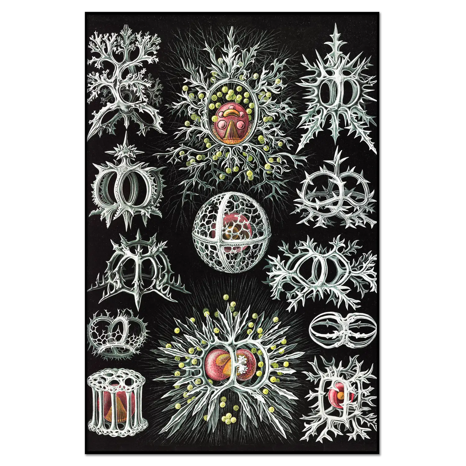 Xeusis Edition: Haeckel, Ringelstrahlinge
