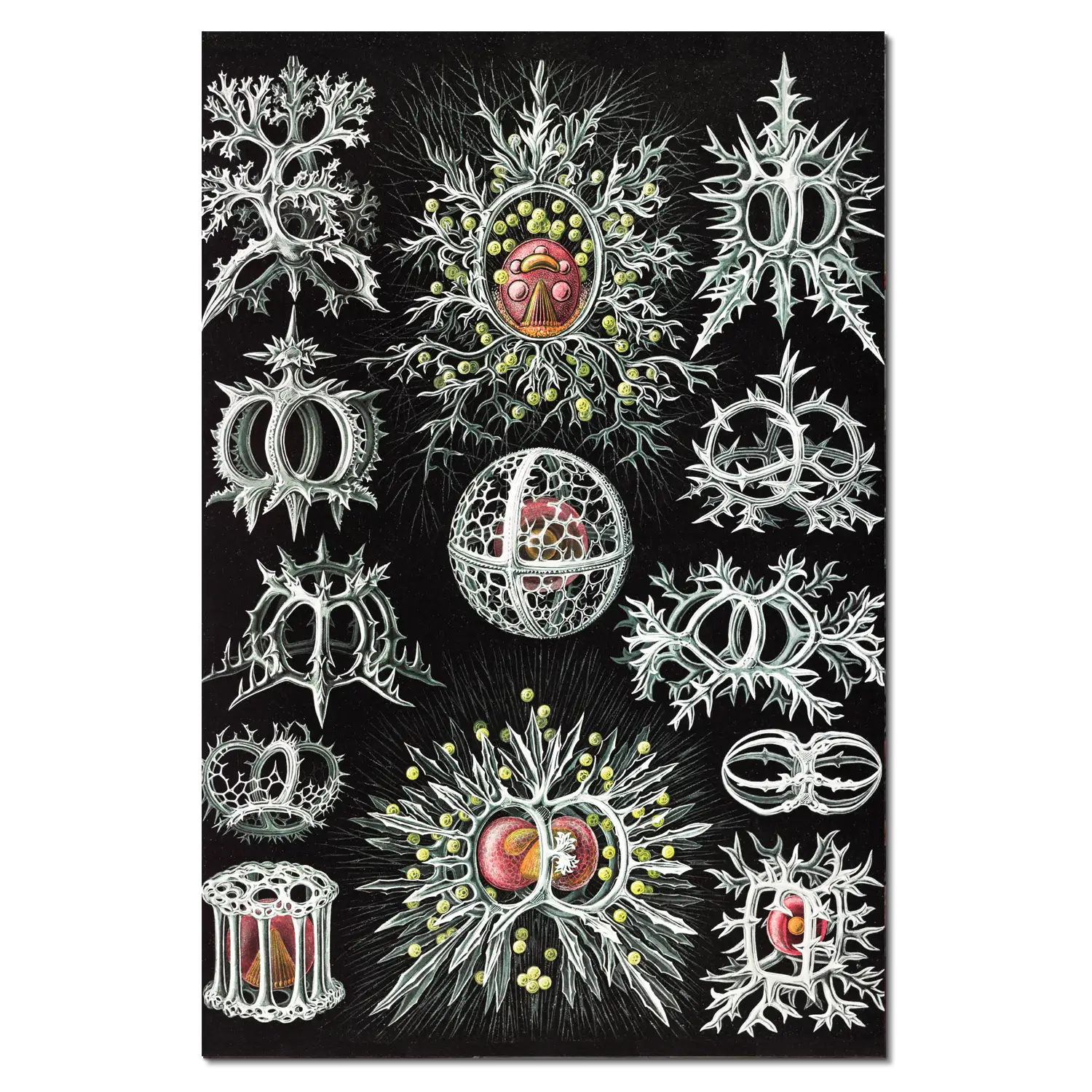 Art Forms of Nature: Ringelstrahlinge - Image 3