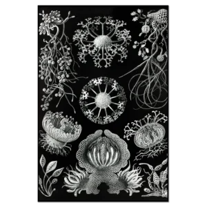 Xeuxis Edition: Haeckel, Schlauchpilze