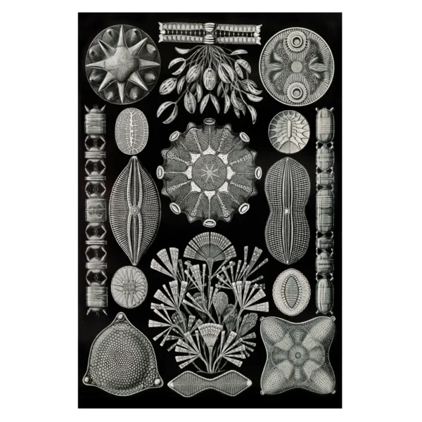 XV076 haeckel schachtelinge