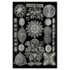 Xeuxis Edition: Haeckel, Schachtellinge