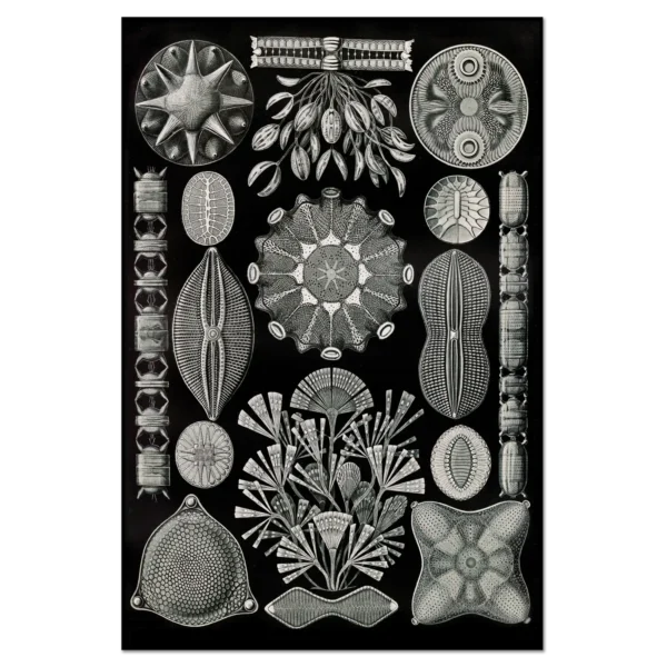 Xeuxis Edition: Haeckel, Schachtellinge