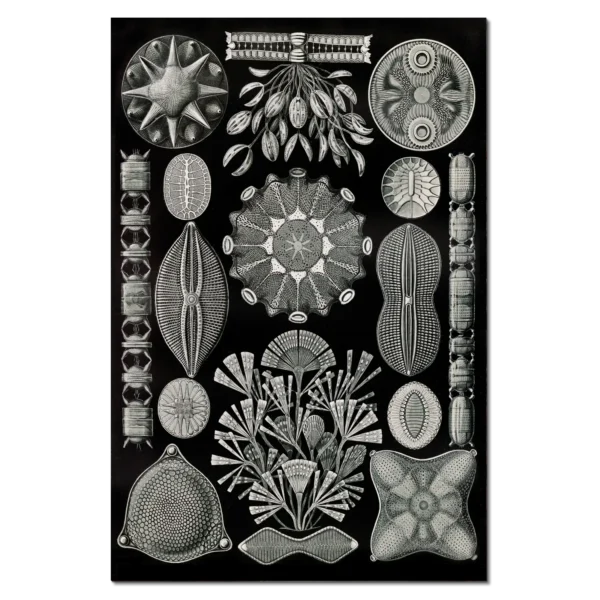 XV076g haeckel schachtelinge