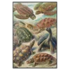 Xeuxis Edition, Haeckel Turtles