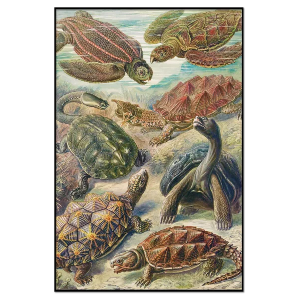 Xeuxis Edition, Haeckel Turtles