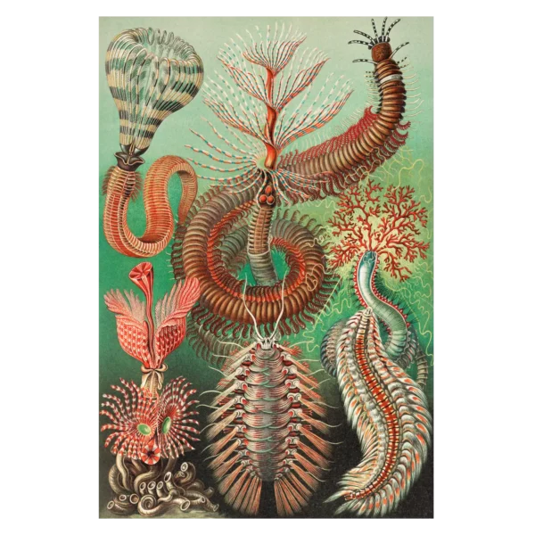 XV078 haeckel borstenwuermer