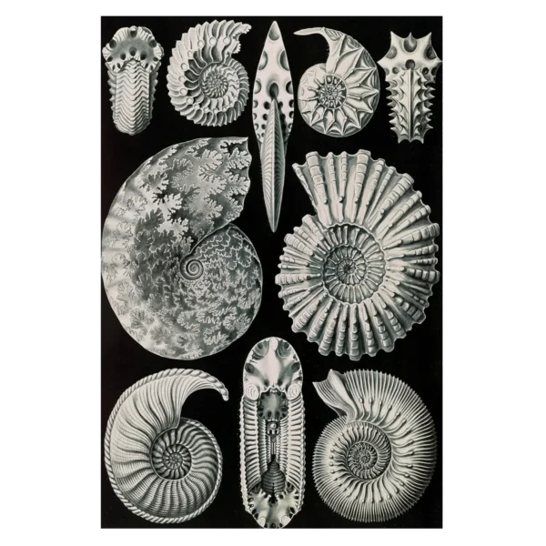 XV079 haeckel ammonshoerner