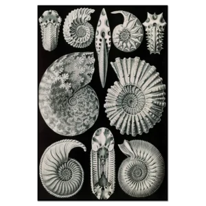 Xeuxis Edition: Haeckel, Ammon horns