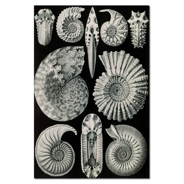 XV079g haeckel ammonshoerner