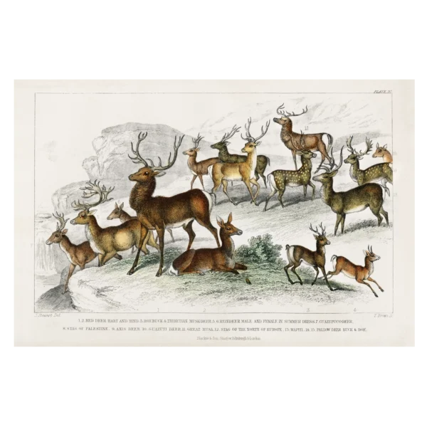 'Deer' from 'A History of Earth and animated Nature'