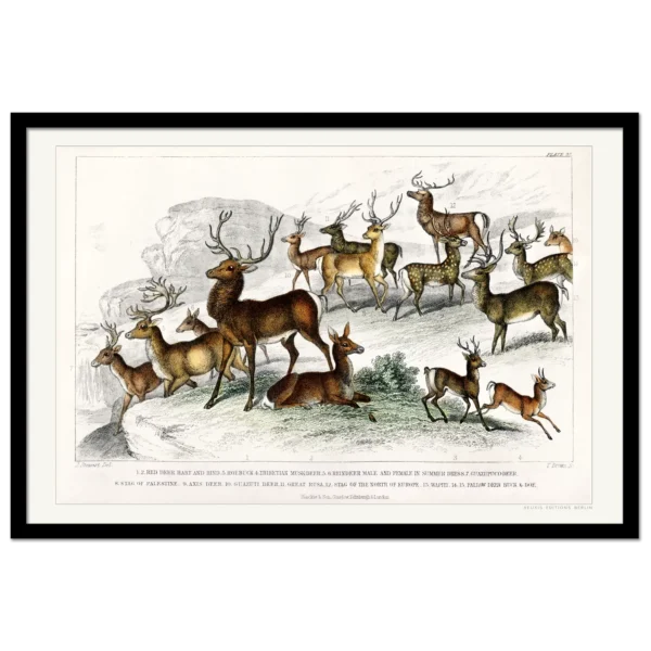 Xeuxis Editions: Oliver Goldsmith, Deer (framed)