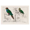 Xeuxis Edition: Oliver Goldsmith, Parrots from A History of the Earth and Animated Nature