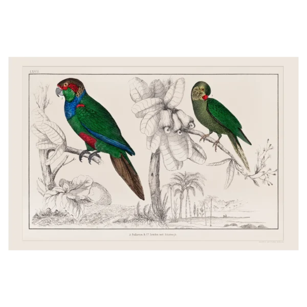 Xeuxis Edition: Oliver Goldsmith, Parrots from A History of the Earth and Animated Nature