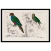 Xeuxis Editions: Oliver Goldsmith, Parrots (framed)