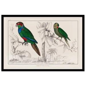 Xeuxis Editions: Oliver Goldsmith, Parrots (framed)