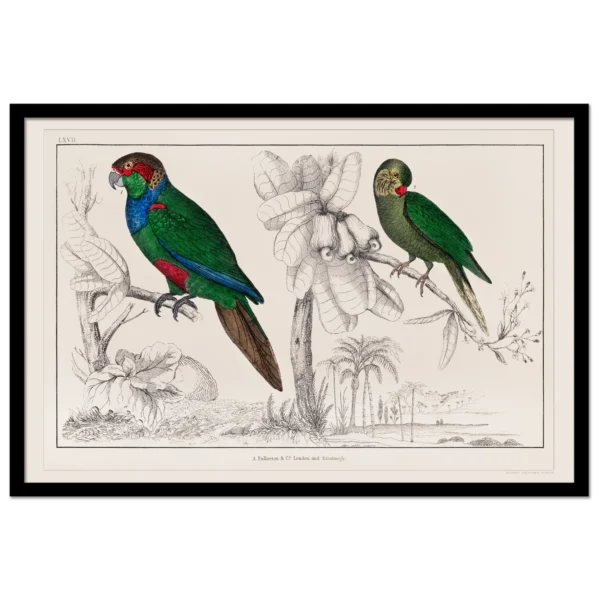 Xeuxis Editions: Oliver Goldsmith, Parrots (framed)