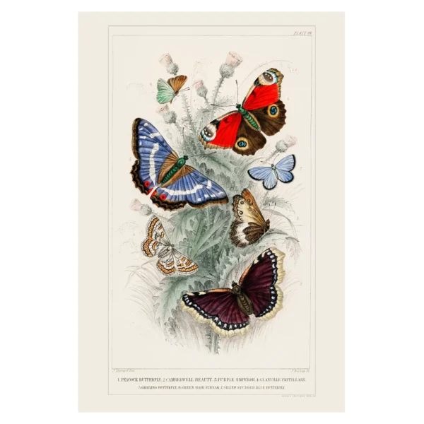 Xeuxis Editions: Oliver Goldsmith, Butterflies