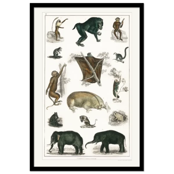 Xeuxis Edition: Oliver Goldsmiths, Various Mammals