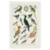 Xeuxis Edition: Oliver Goldsmith, A History of Earth and Animated Nature, Various Tropical Birds