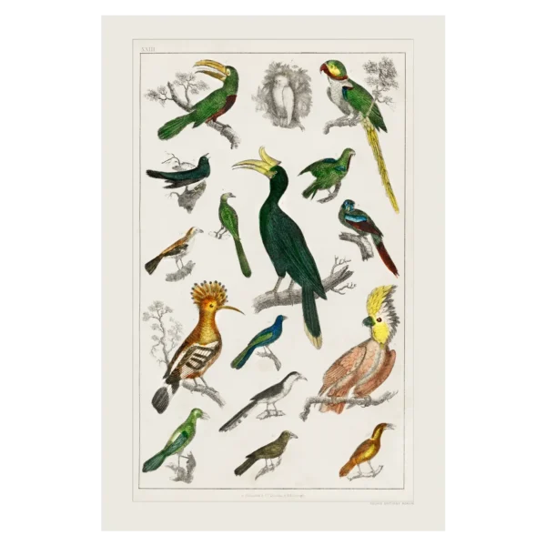 Xeuxis Edition: Oliver Goldsmith, A History of Earth and Animated Nature, Various Tropical Birds