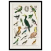 Xeuxis Edition: Oliver Goldsmith, A History of Earth and Animated Nature, Various Tropical Birds