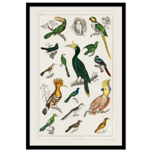 Xeuxis Edition: Oliver Goldsmith, A History of Earth and Animated Nature, Various Tropical Birds