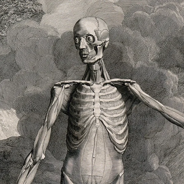 Jan Wandelaar, Anatomische Figur – Bild 2