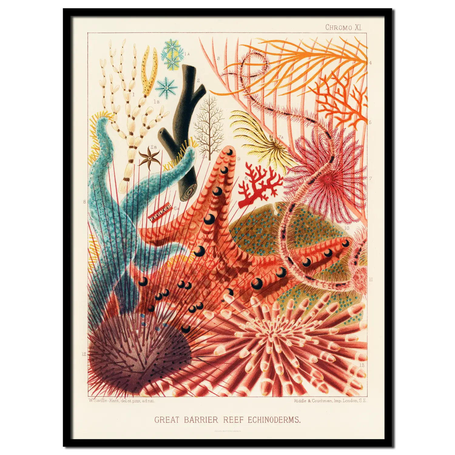 Echinoderms <br>(Great Barrier Reef Echinoderms)