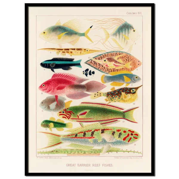 Fische I. <br>(Great Barrier Reef Fishes)
