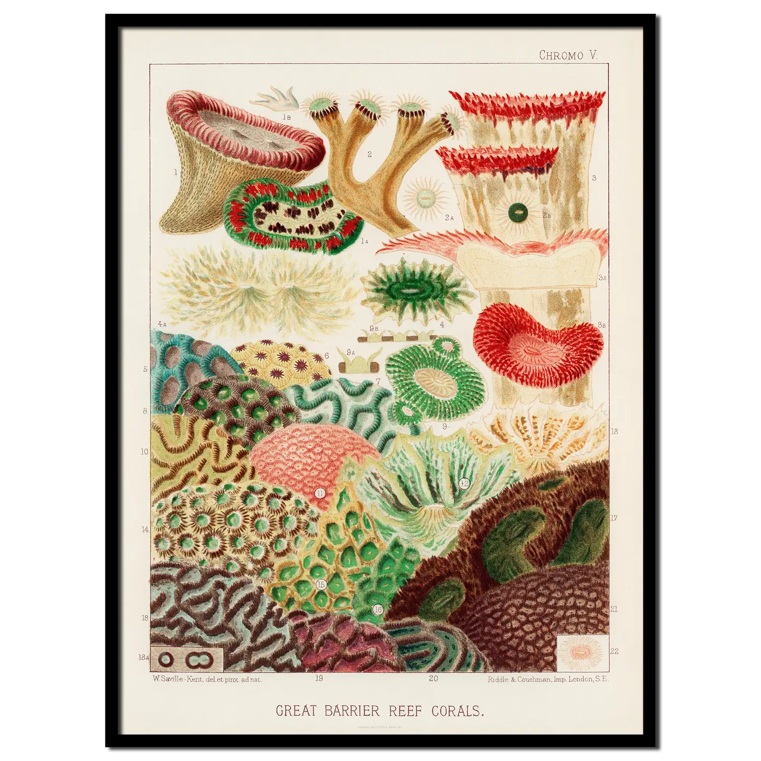 Corals II. <br>(Great Barrier Reef Corals)