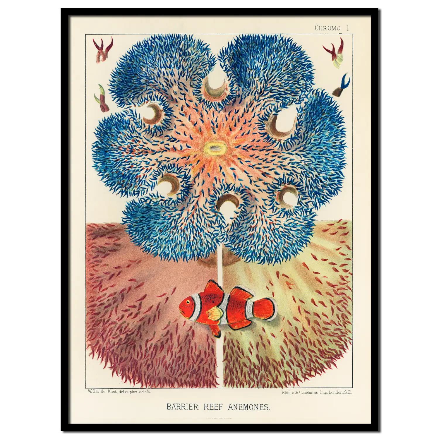 Sea Anemones I. <br>(Barrier Reef Anemones)