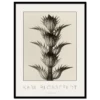 Karl Blossfeldt, Acanthus Mollis