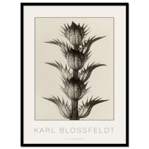 Karl Blossfeldt, Acanthus Mollis