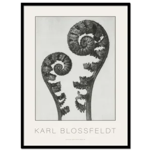 Karl Blossfeldt, Aspidium Filix