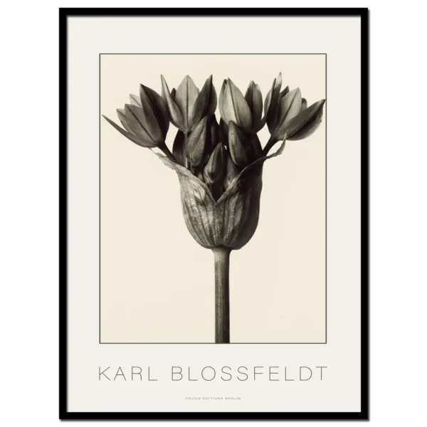 Karl Blossfeldt, Allium Ostrowskianum